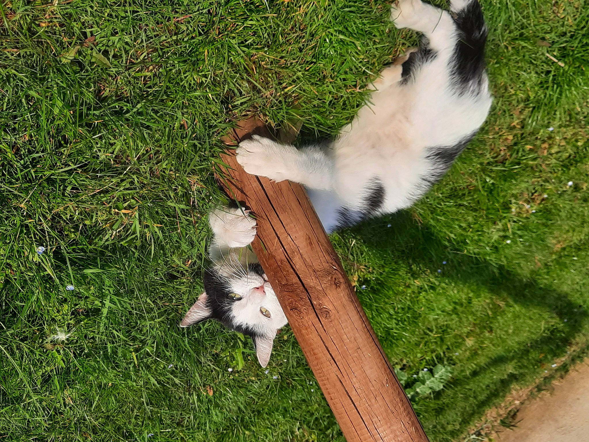 Kuro Yuki a rejoint le concours — aidez-le/la à gagner de superbes lots ! canidae, carnivore, cat, companion_dog, dog_breed, fawn, felidae, fur, grass, grass_family, groundcover, lawn, mammal, plant, small_to_medium_sized_cats, sporting_group, tail, tree, vertebrate, whiskers