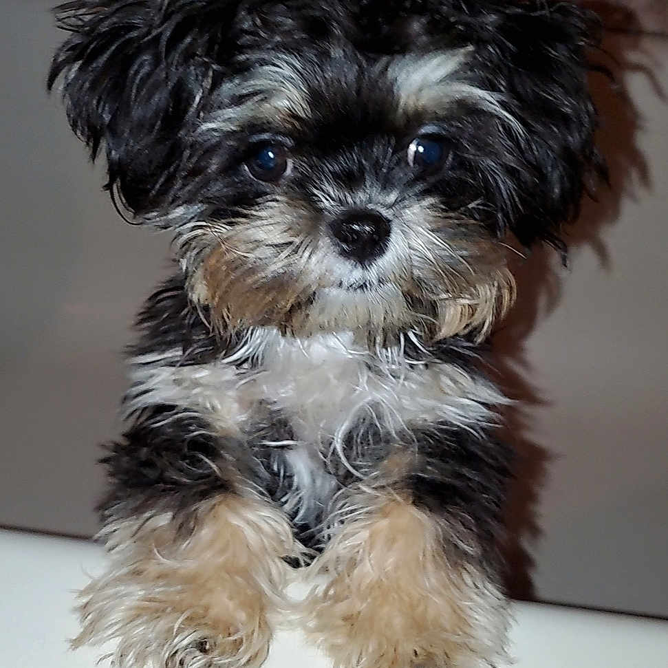 Coco is registered to the contest to win money with this photo: adorable, animal, bathtub, black, brown, cute, dog, face, fluffy, fur, indoor, looking, mammal, paws, pet, portrait, puppy, small_dog, white, young