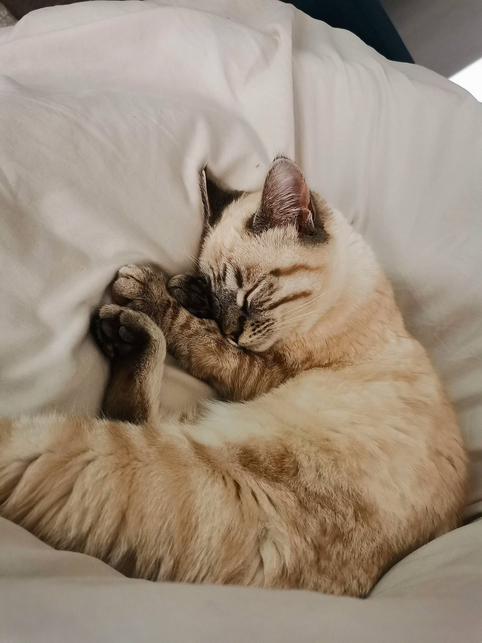 Tim participe au concours pour gagner de l'argent avec cette photo : bed_sheet, bedding, carnivore, cat, claw, comfort, duvet, fang, felidae, fur, grey, linens, nap, paw, room, sleep, small_to_medium_sized_cats, tail, textile, whiskers