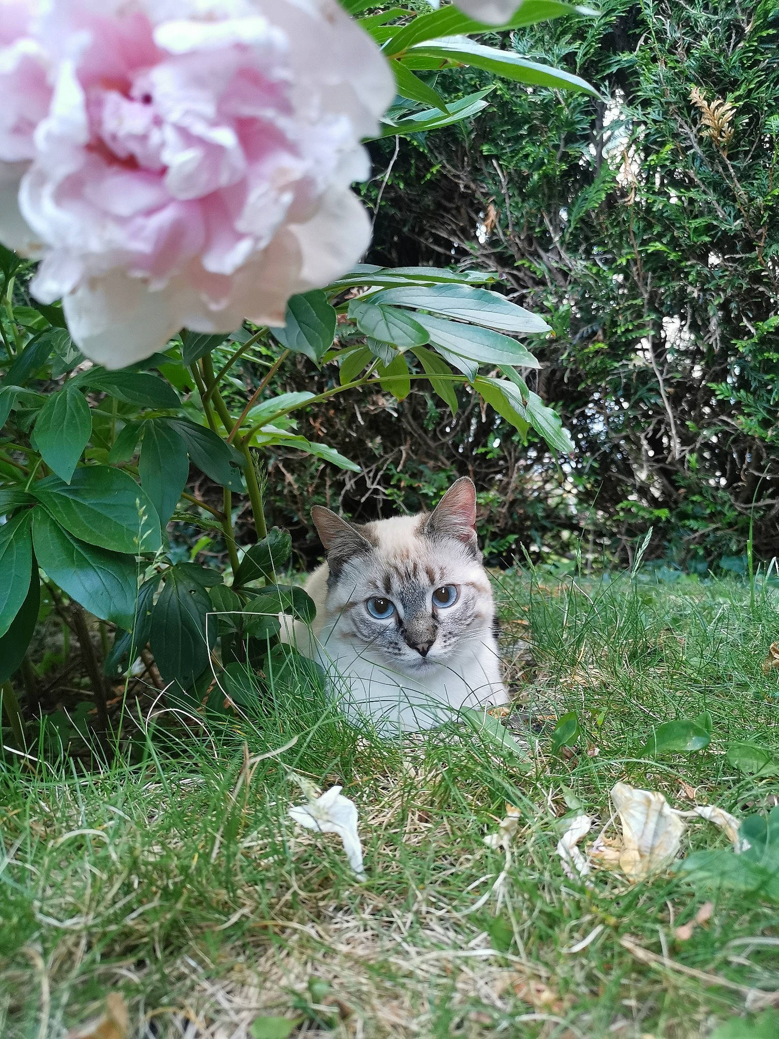 Tim a rejoint le concours — aidez-le/la à gagner de superbes lots ! botany, carnivore, cat, fawn, felidae, flower, garden_roses, grass, groundcover, hybrid_tea_rose, petal, plant, rosa_centifolia, rose, rose_family, shrub, small_to_medium_sized_cats, tail, tree, whiskers