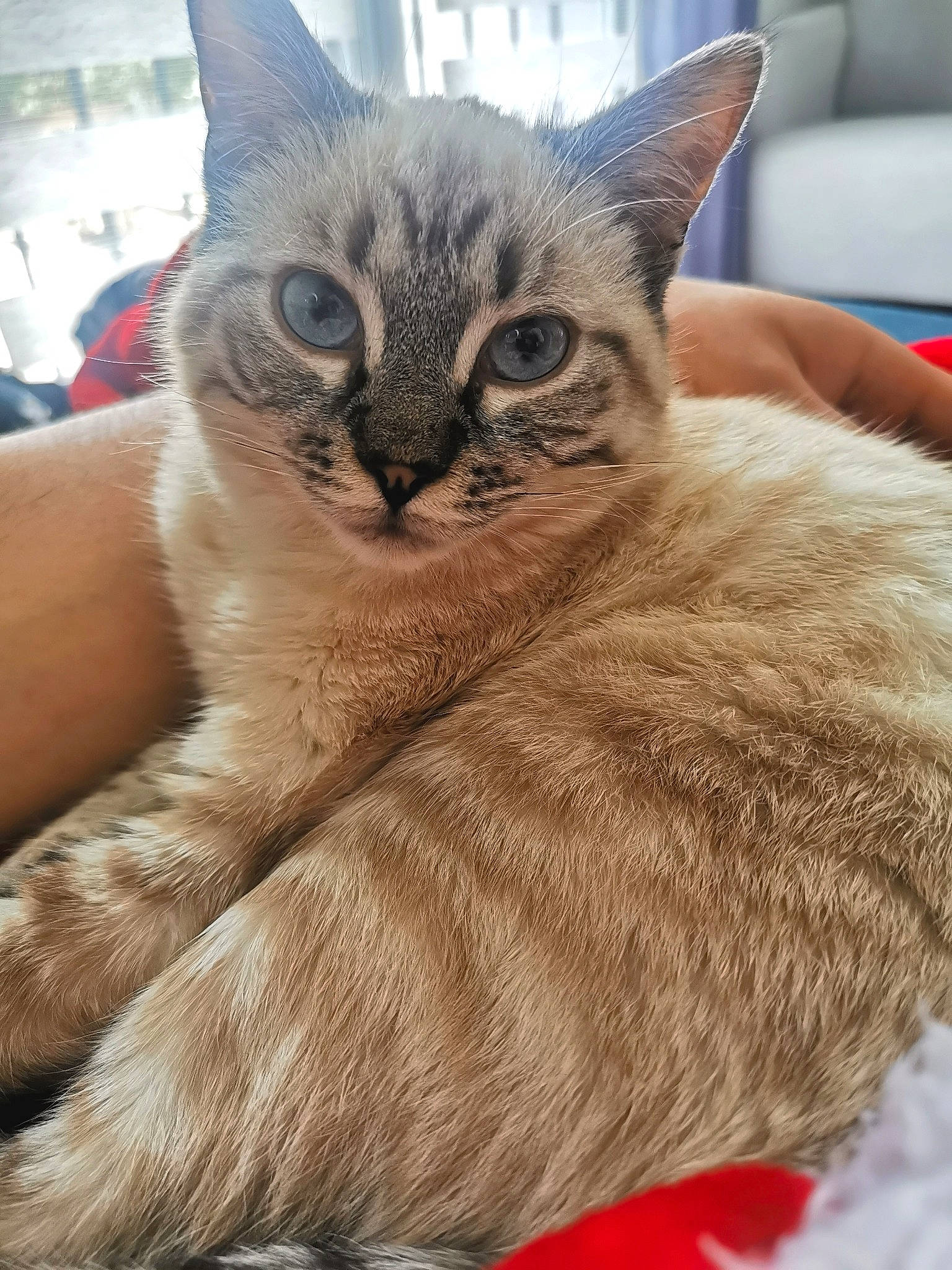 Tim a rejoint le concours — aidez-le/la à gagner de superbes lots ! carnivore, cat, cat_supply, claw, comfort, domestic_short_haired_cat, fawn, felidae, fur, nap, paw, small_to_medium_sized_cats, snout, tail, whiskers, window