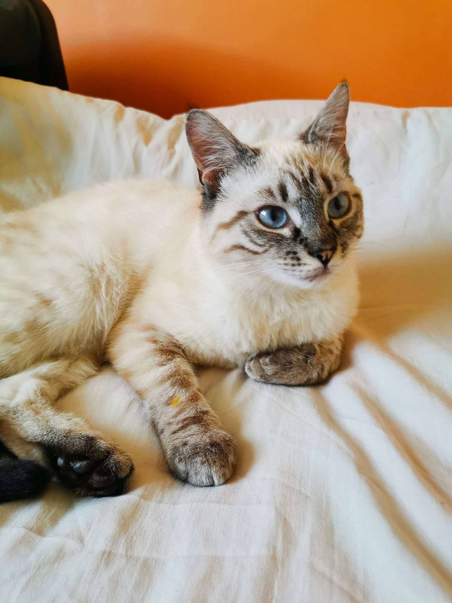 Tim participe au concours pour gagner de l'argent avec cette photo : carnivore, cat, claw, comfort, domestic_short_haired_cat, fawn, felidae, foot, fur, nap, paw, sitting, small_to_medium_sized_cats, snout, tail, thai, whiskers, window, wood