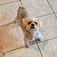 Rocky is registered to the contest to win money with this photo: animal, canine, companion, curious, cute, dog, domestic, expression, floor, fluffy, fur, home, indoor, looking_up, mammal, pet, scruffy, small_dog, standing, tile_floor