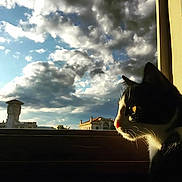 Coco Chanel participe au concours pour gagner de l'argent avec cette photo : animal, architecture, black_and_white, building, calm, cat, clouds, daylight, dramatic_lighting, looking_out, nature, outdoor_view, peaceful, pet, profile, silhouette, sky, sunlight, whiskers, window