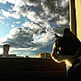 animal, architecture, black_and_white, building, calm, cat, clouds, daylight, dramatic_lighting, looking_out, nature, outdoor_view, peaceful, pet, profile, silhouette, sky, sunlight, whiskers, window