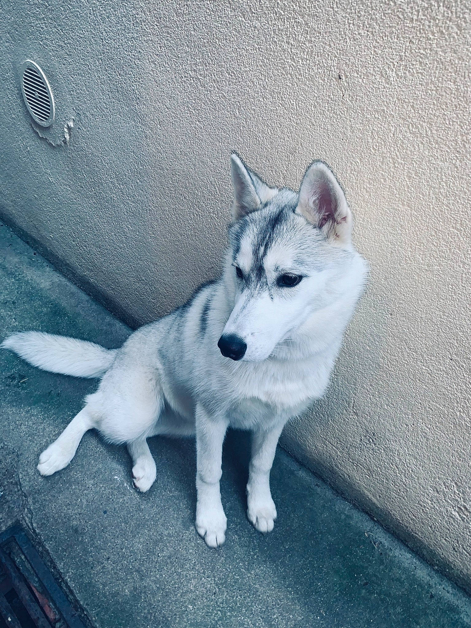 Athena a rejoint le concours — aidez-le/la à gagner de superbes lots ! art, canidae, carnivore, companion_dog, dog, dog_breed, flooring, fur, grey, metal, monochrome_photography, non_sporting_group, paw, snout, sporting_group, square, tail, terrestrial_animal, whiskers, working_animal