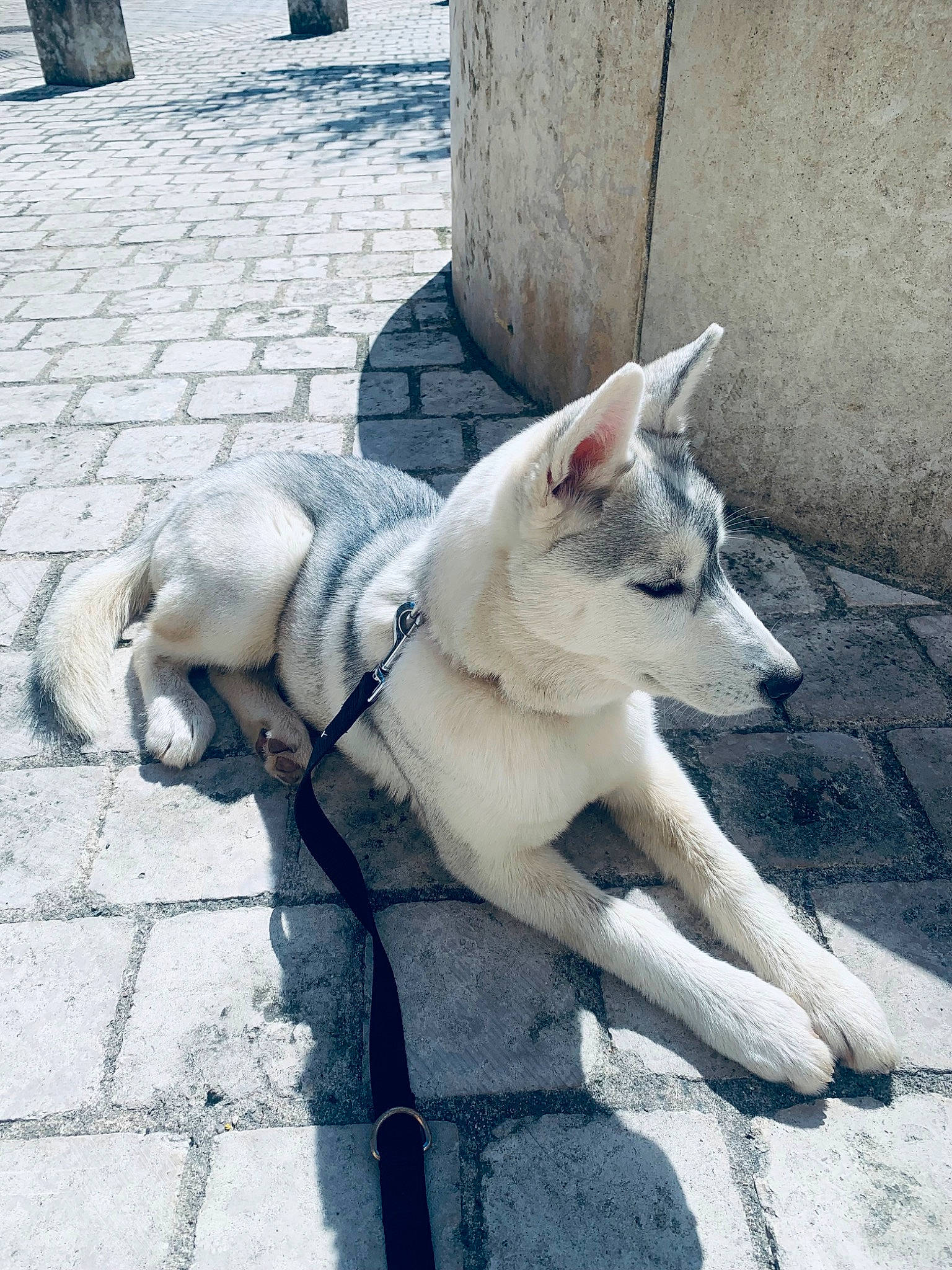 Athena a rejoint le concours — aidez-le/la à gagner de superbes lots ! canidae, carnivore, collar, companion_dog, dog, dog_breed, fawn, felidae, flooring, fur, grey, road_surface, sidewalk, small_to_medium_sized_cats, snout, sporting_group, street, tail, whiskers, working_animal