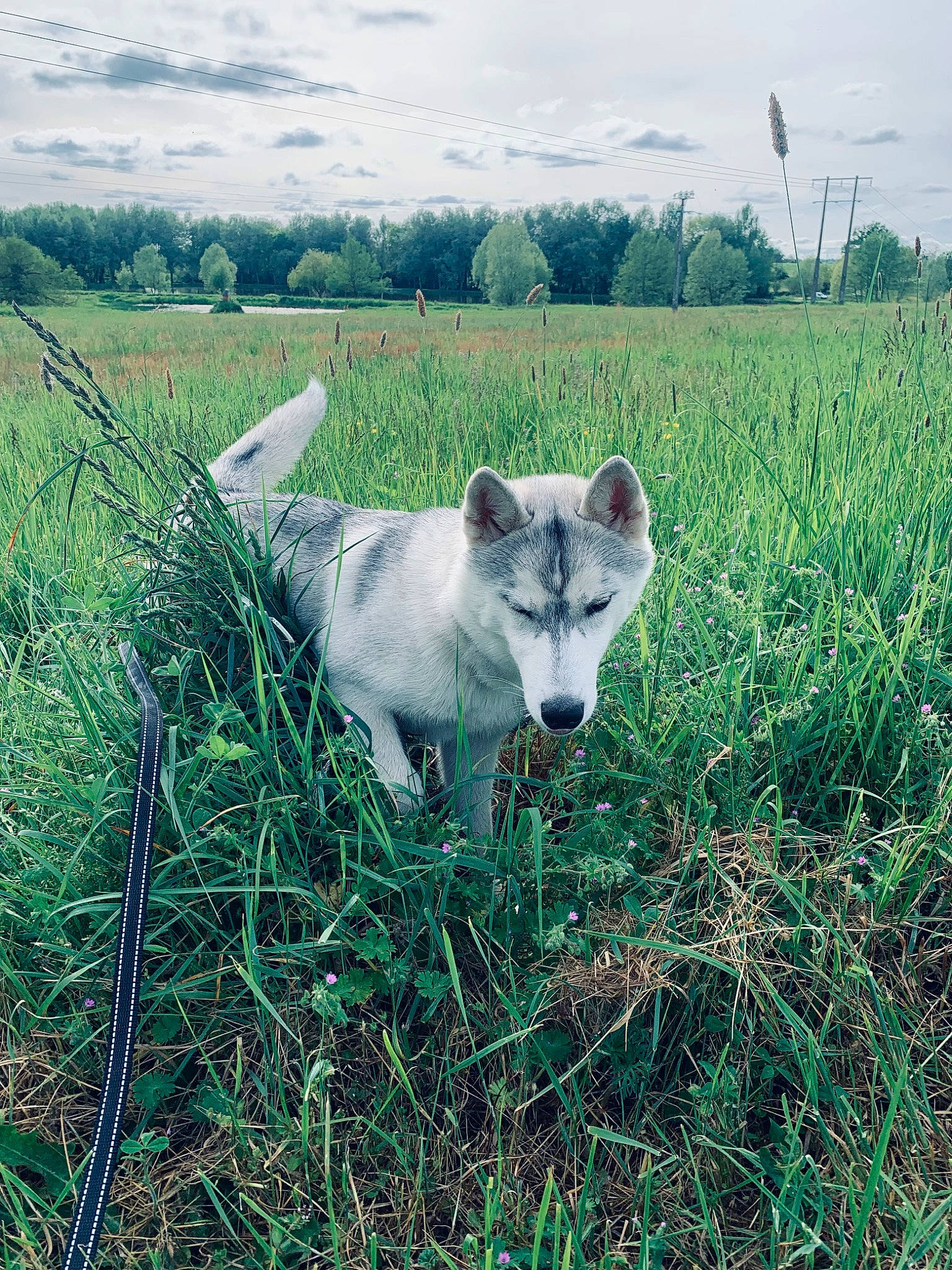 Athena a rejoint le concours — aidez-le/la à gagner de superbes lots ! canidae, carnivore, cloud, dog, dog_breed, ecoregion, grass, grassland, landscape, meadow, natural_landscape, pasture, plant, prairie, sky, snout, terrestrial_animal, tree, wilderness, working_animal