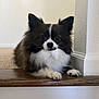 dog, pet, indoor, step, wood, black_and_white, fluffy, ears, fur, animal, cute, paw, looking, curious, calm, home, carpet, wall, portrait, resting