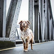 Lucijifqrqlfwr is registered to the contest to win money with this photo: dog, bridge, steel, outdoor, road, animal, pet, misted, gray, metal, canine, alone, street, nature, standing, fur, quiet, weather, urban, daytime