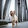 dog, bridge, steel, outdoor, road, animal, pet, misted, gray, metal, canine, alone, street, nature, standing, fur, quiet, weather, urban, daytime