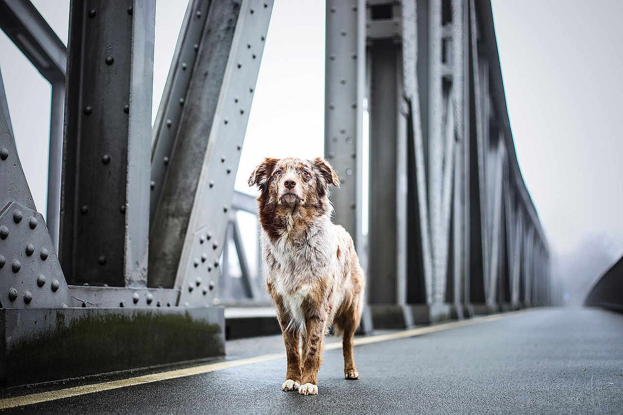 Lucijifqrqlfwr is registered to the contest to win money with this photo: dog, bridge, steel, outdoor, road, animal, pet, misted, gray, metal, canine, alone, street, nature, standing, fur, quiet, weather, urban, daytime