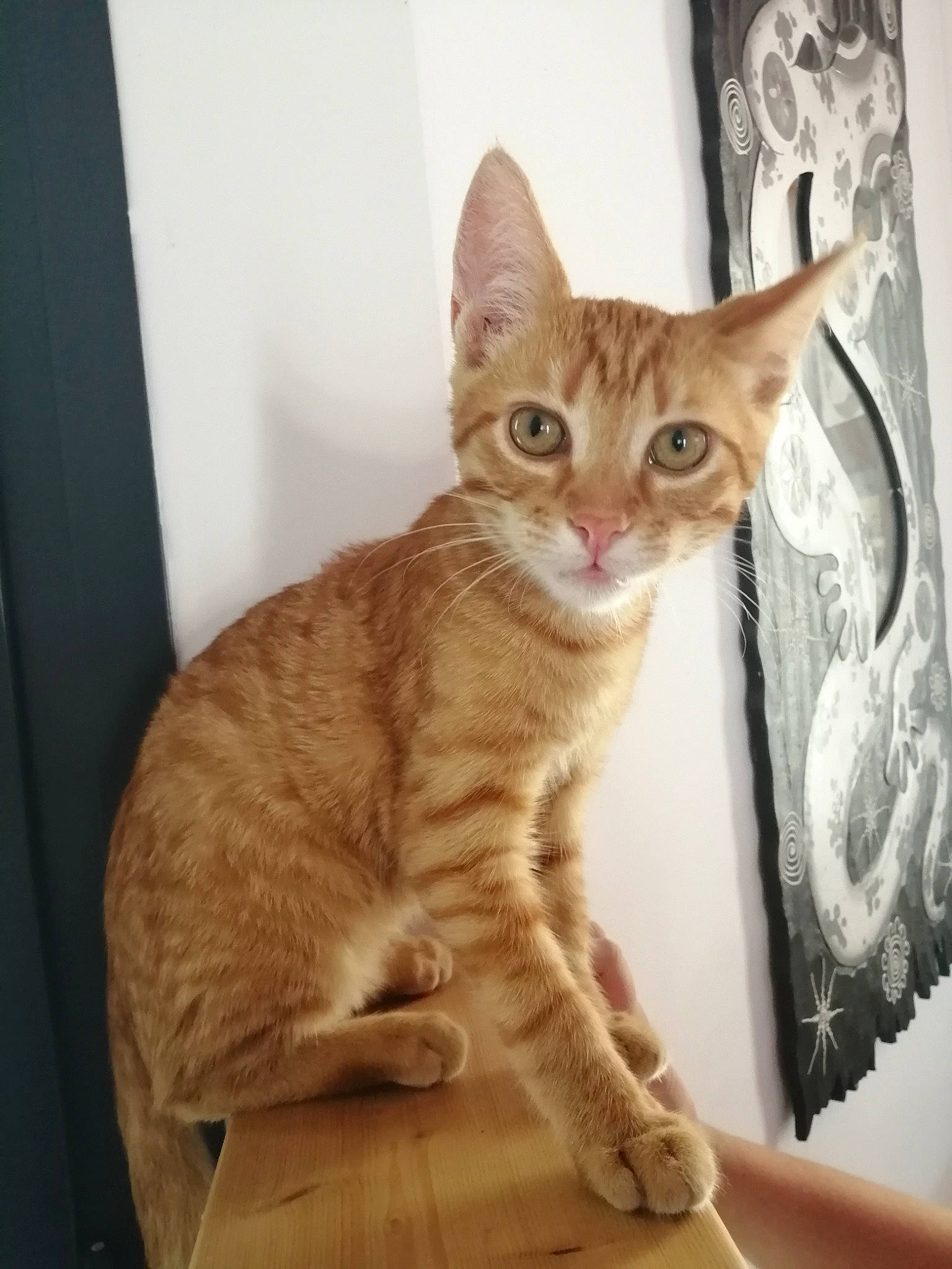 Paddy participe au concours pour gagner de l'argent avec cette photo : carnivore, cat, comfort, domestic_short_haired_cat, fawn, felidae, fur, paw, sitting, small_to_medium_sized_cats, snout, tail, terrestrial_animal, whiskers, wood