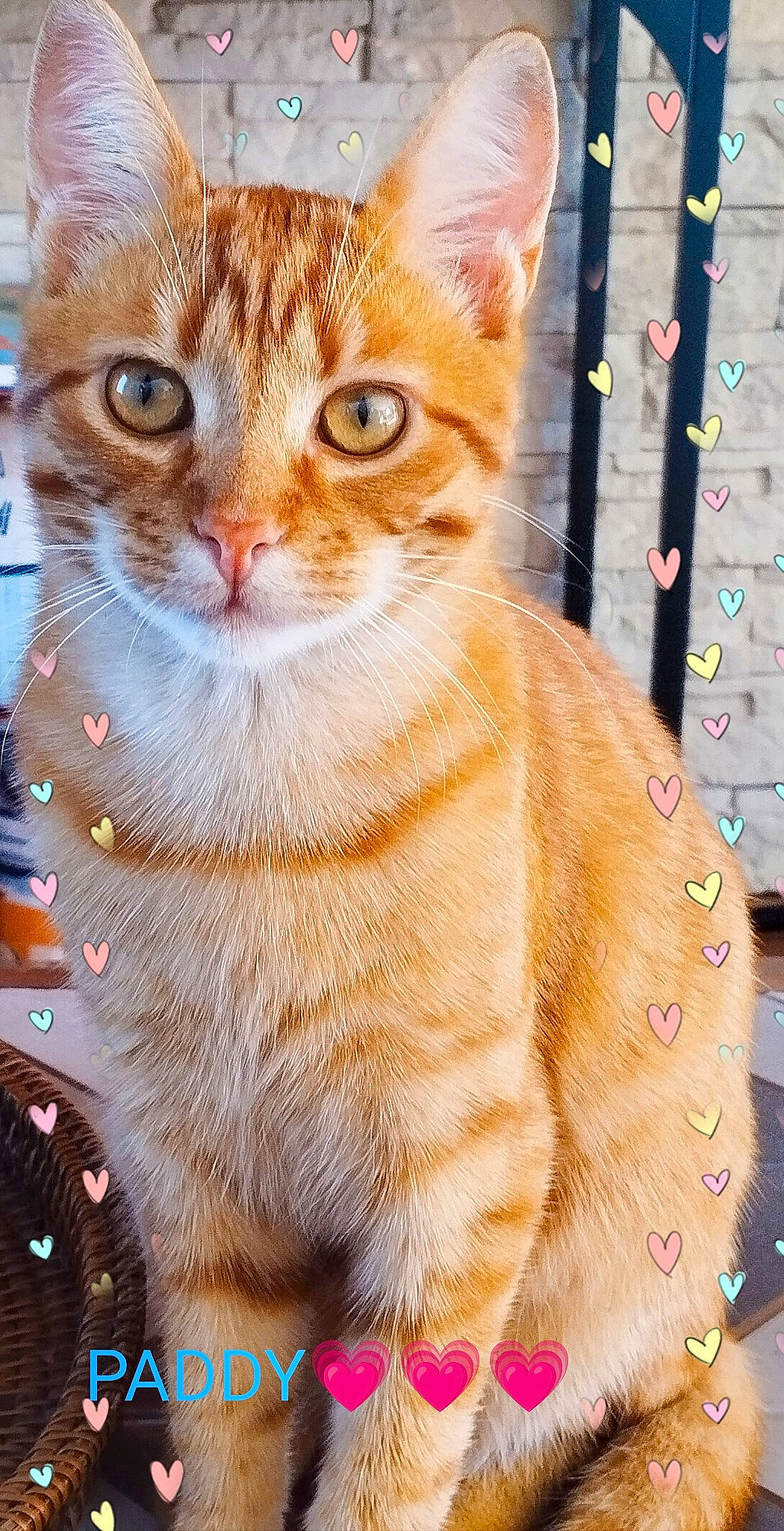 Paddy participe au concours pour gagner de l'argent avec cette photo : carnivore, cat, claw, domestic_short_haired_cat, event, fawn, felidae, fur, input_device, paw, photo_caption, photography, rectangle, small_to_medium_sized_cats, snout, tail, terrestrial_animal, whiskers, wildlife, window