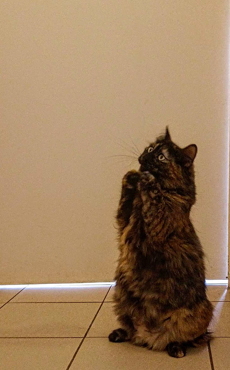 Mio a rejoint le concours — aidez-le/la à gagner de superbes lots ! carnivore, cat, claw, domestic_short_haired_cat, felidae, flooring, fur, shadow, small_to_medium_sized_cats, snout, tail, terrestrial_animal, whiskers, wood