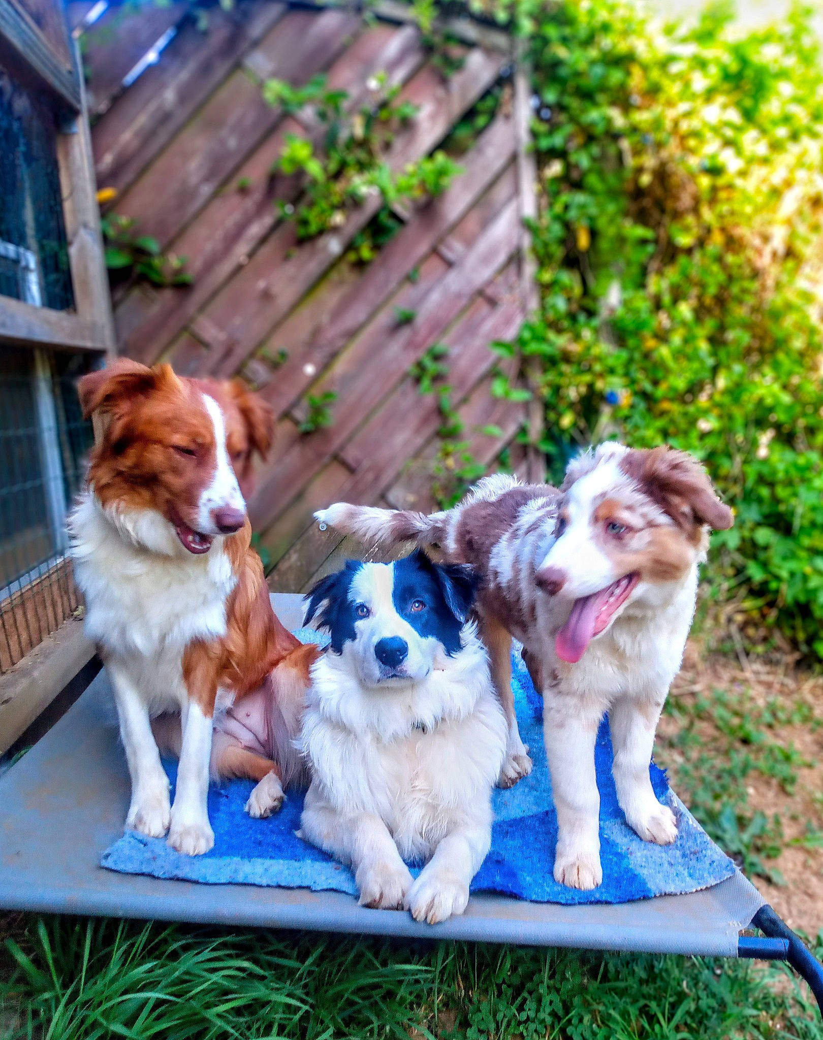 Leeloo Wall-e Bandit