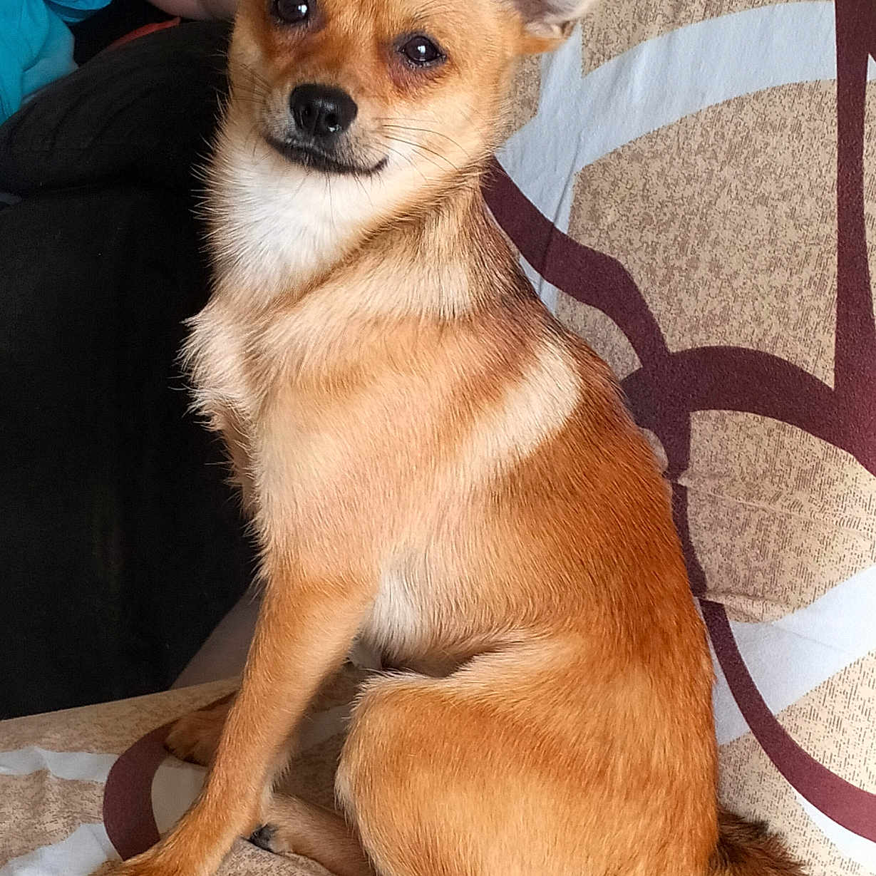 Lucky a rejoint le concours — aidez-le/la à gagner de superbes lots ! animal, brown_fur, canine, companion, couch, cute, dog, domestic, ears, fur, furniture, indoor, looking_at_camera, pet, portrait, relaxed, sitting, small_dog, tail, white_fur