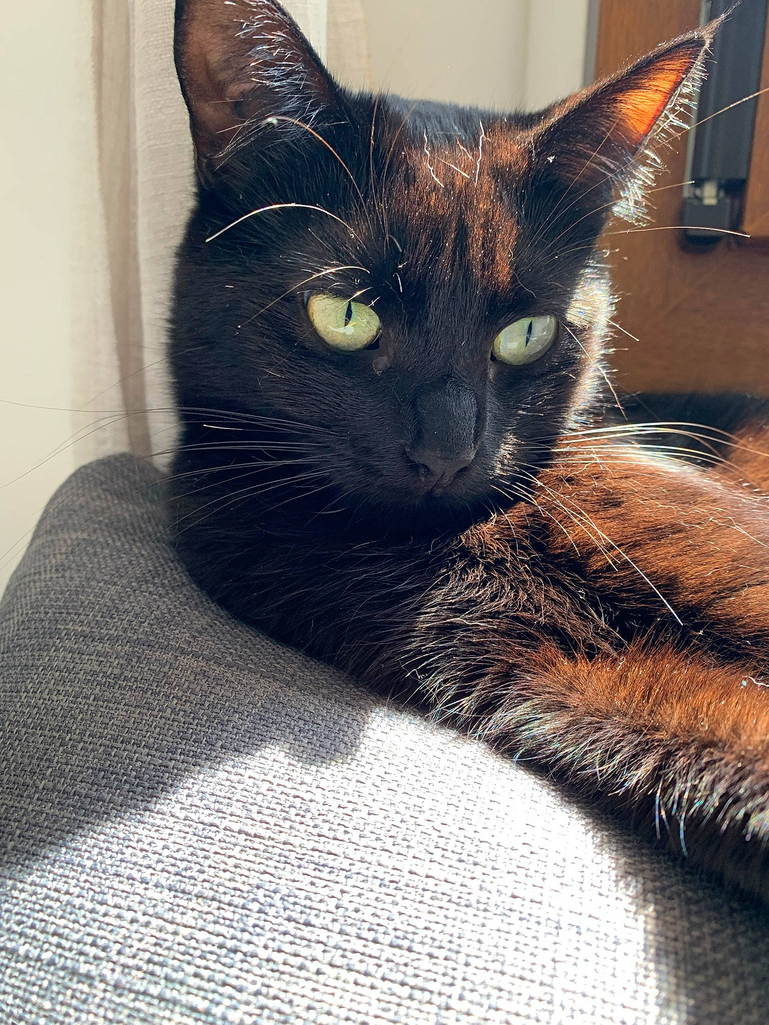 Shadow participe au concours pour gagner de l'argent avec cette photo : black_cat, bombay, carnivore, cat, cat_supply, claw, comfort, domestic_short_haired_cat, felidae, fur, grey, havana_brown, iris, pet_supply, small_to_medium_sized_cats, snout, tail, terrestrial_animal, whiskers, window