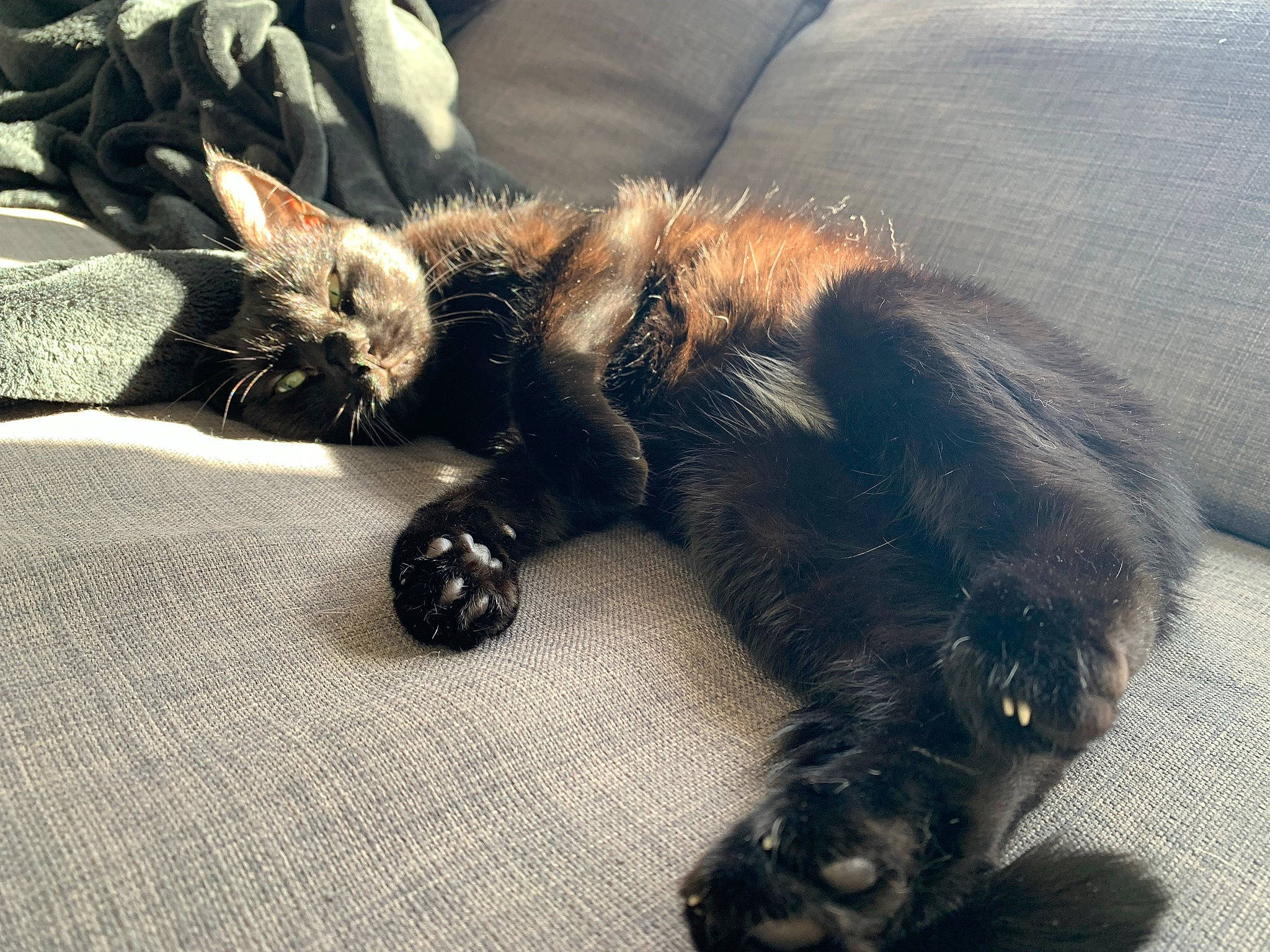 Shadow participe au concours pour gagner de l'argent avec cette photo : canidae, carnivore, cat, claw, comfort, companion_dog, dog_breed, domestic_short_haired_cat, eye, fawn, felidae, foot, fur, human_leg, paw, small_to_medium_sized_cats, sporting_group, tail, terrestrial_animal, whiskers