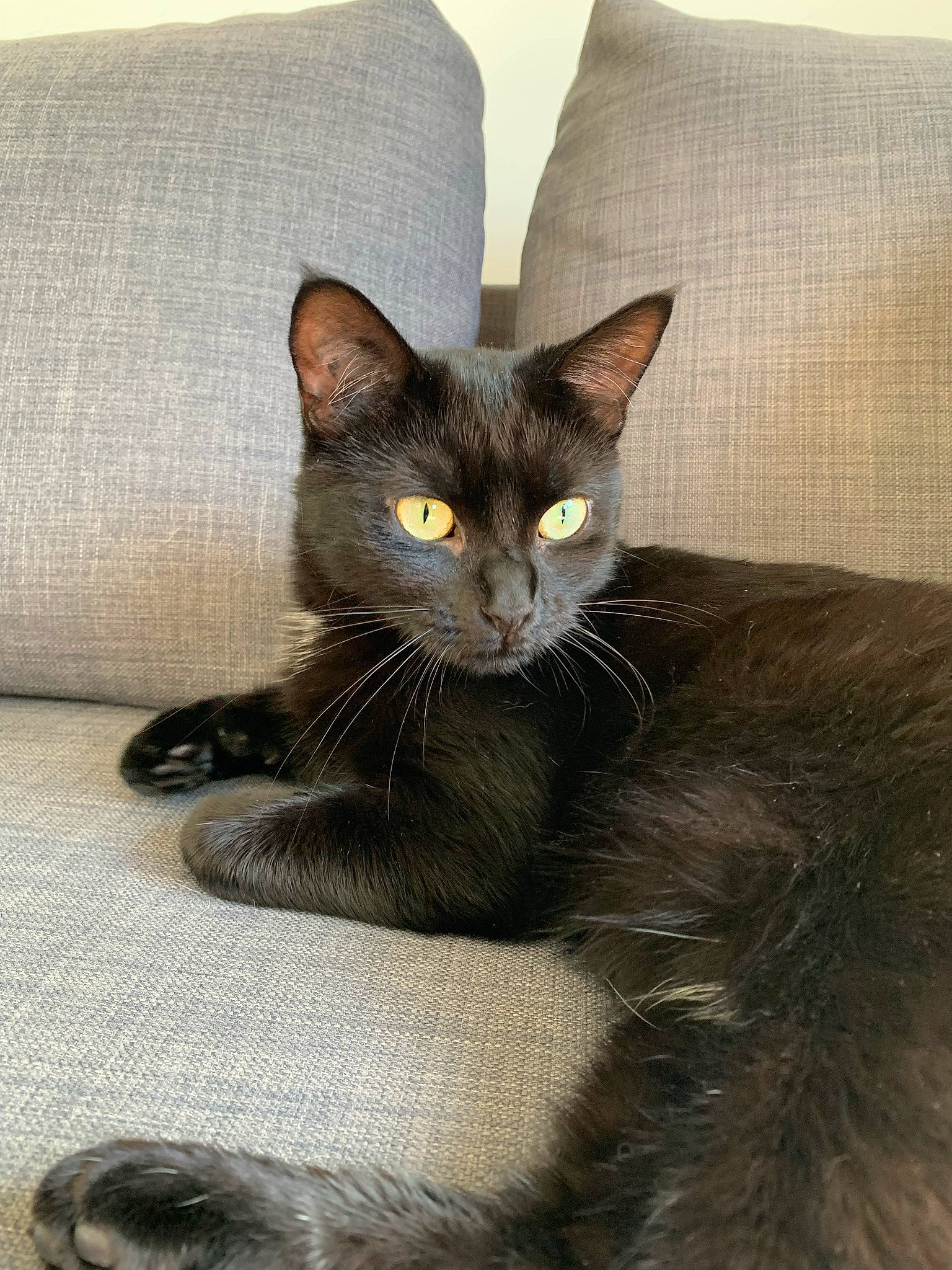 Shadow participe au concours pour gagner de l'argent avec cette photo : black_cat, bombay, carnivore, cat, cat_furniture, cat_supply, claw, comfort, domestic_short_haired_cat, felidae, fur, grey, iris, paw, sitting, small_to_medium_sized_cats, snout, tail, terrestrial_animal, whiskers