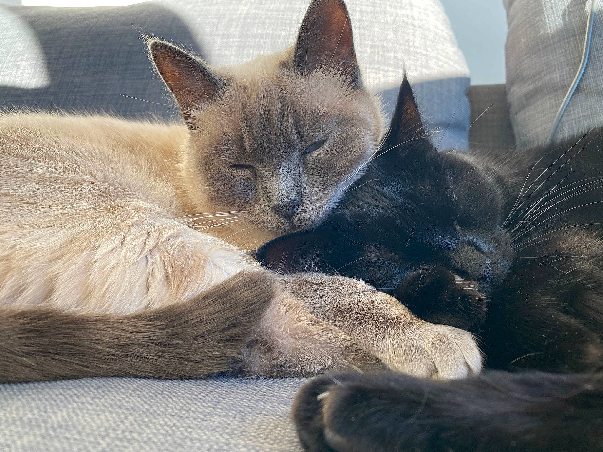 Elya participe au concours pour gagner de l'argent avec cette photo : carnivore, cat, cat_bed, cat_supply, claw, comfort, domestic_short_haired_cat, fawn, felidae, fur, grey, nap, paw, russian_blue, siamese, small_to_medium_sized_cats, snout, tail, terrestrial_animal, whiskers