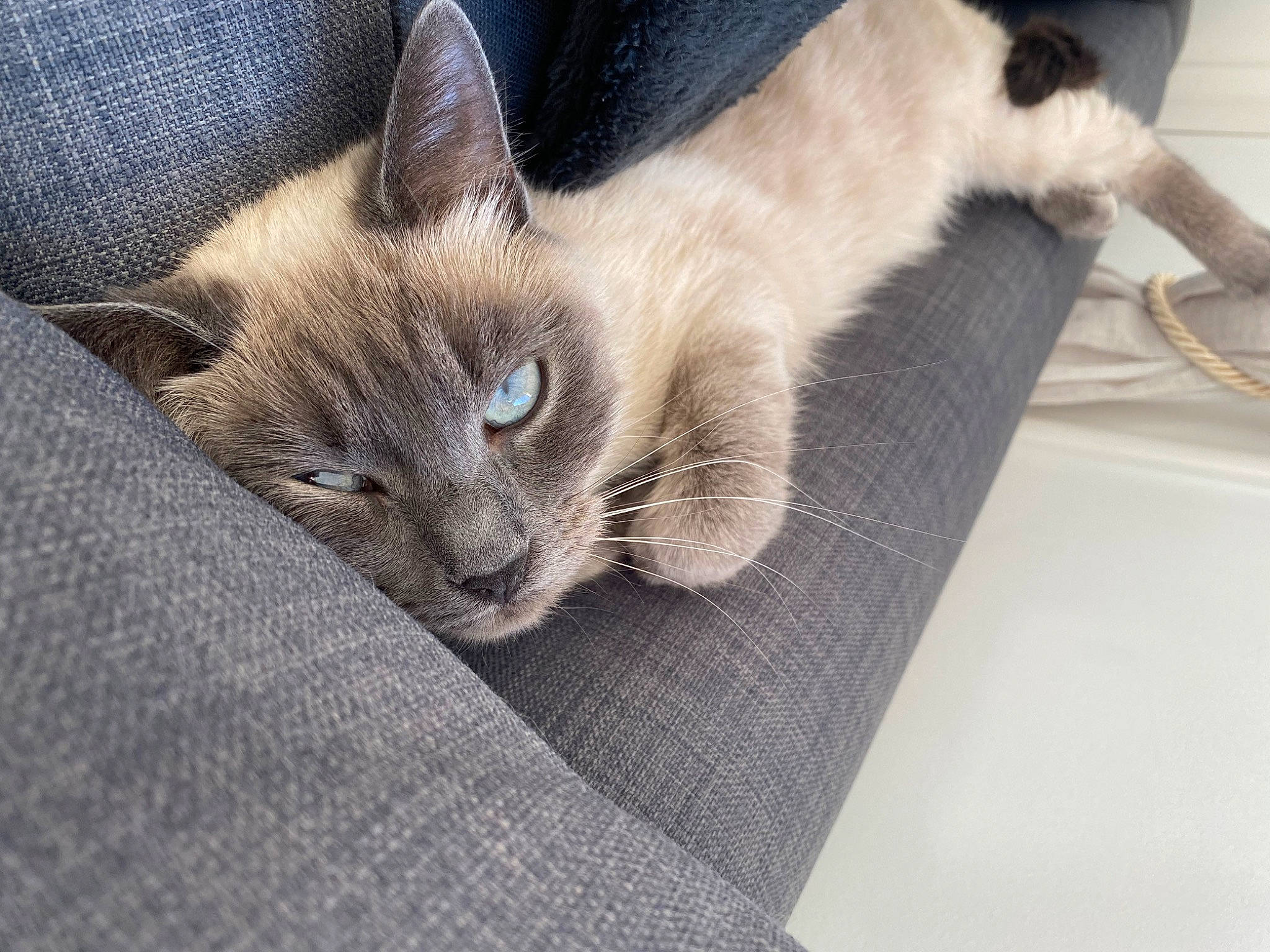 Elya participe au concours pour gagner de l'argent avec cette photo : balinese, carnivore, cat, cat_supply, comfort, domestic_short_haired_cat, eye, fawn, felidae, fur, grey, head, paw, siamese, small_to_medium_sized_cats, snout, tail, terrestrial_animal, whiskers