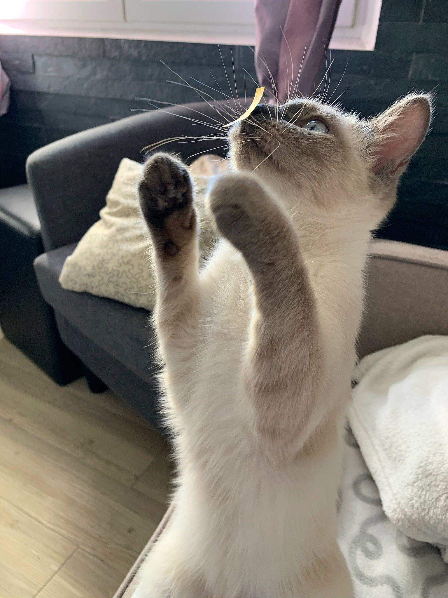 Elya participe au concours pour gagner de l'argent avec cette photo : carnivore, cat, comfort, couch, domestic_short_haired_cat, fawn, felidae, flooring, fur, light, mammal, nap, paw, small_to_medium_sized_cats, snout, tail, thai, tonkinese, vertebrate, whiskers