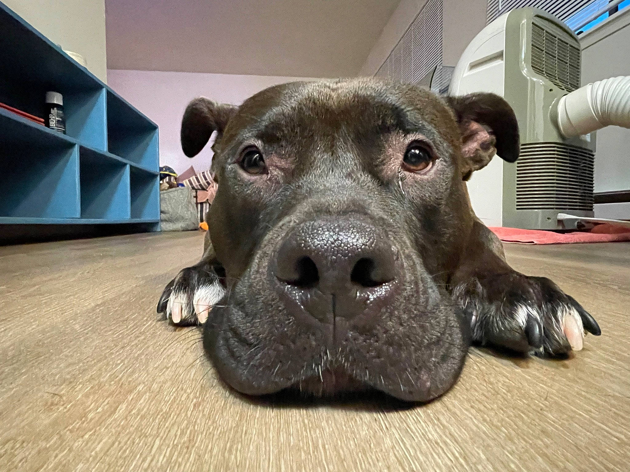 Mac is registered to the contest to win money with this photo: borador, canidae, carnivore, comfort, companion_dog, dog, dog_breed, fawn, fur, guard_dog, home_appliance, lcd_projector, liver, mechanical_fan, metal, pointing_breed, sporting_group, terrestrial_animal, whiskers, working_animal