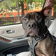 Mac joined the competition — help win amazing prizes! animal, black, brown, canine, car, closeup, companion, dog, greenery, harness, indoor, leash, pet, portrait, raindrops, seat, seatbelt, trees, vehicle, window