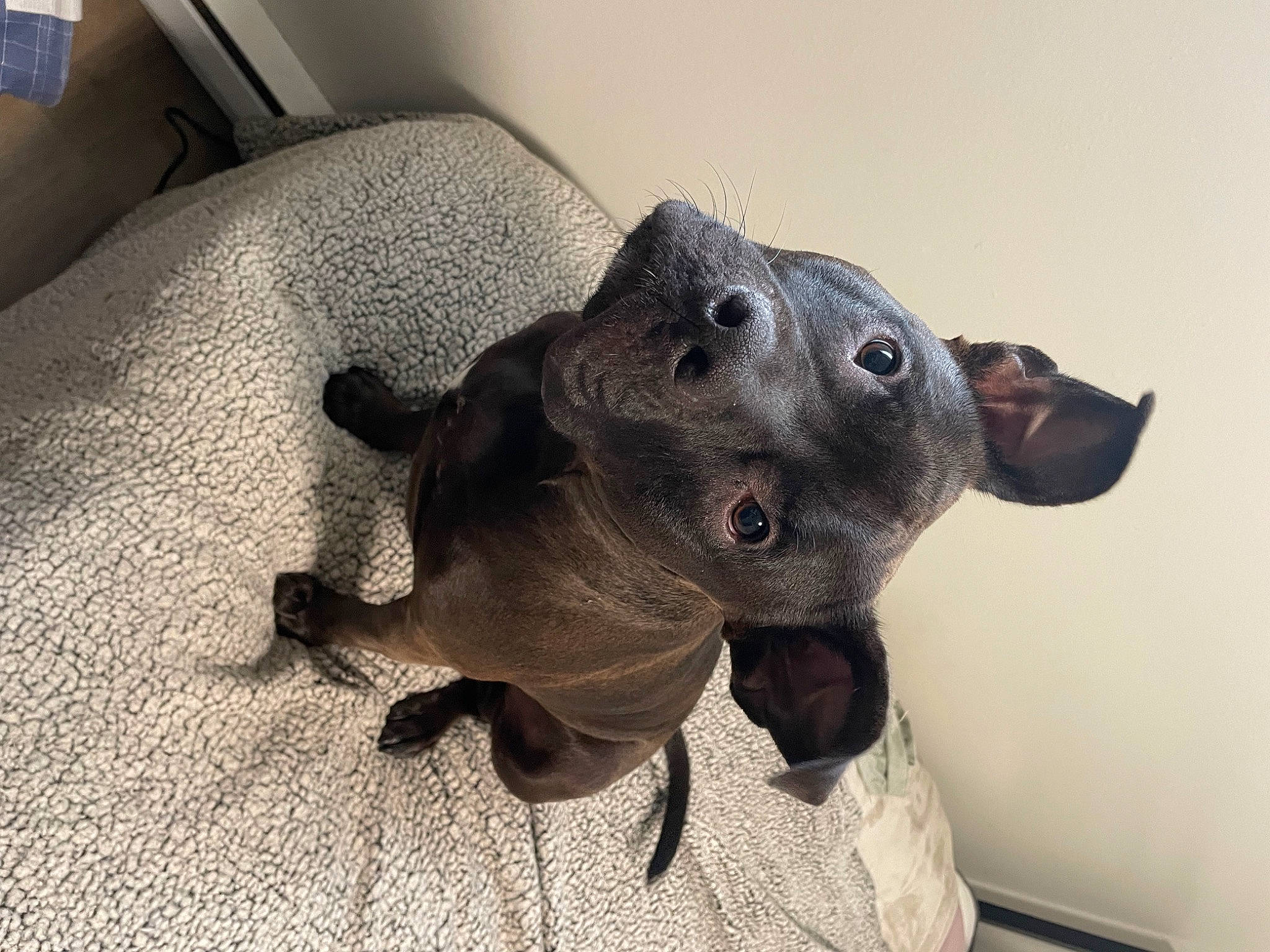 Mac is registered to the contest to win money with this photo: canidae, carnivore, collar, comfort, companion_dog, dog, dog_breed, ear, fawn, grey, guard_dog, head, non_sporting_group, pet_supply, snout, sporting_group, terrestrial_animal, whiskers, window, working_animal