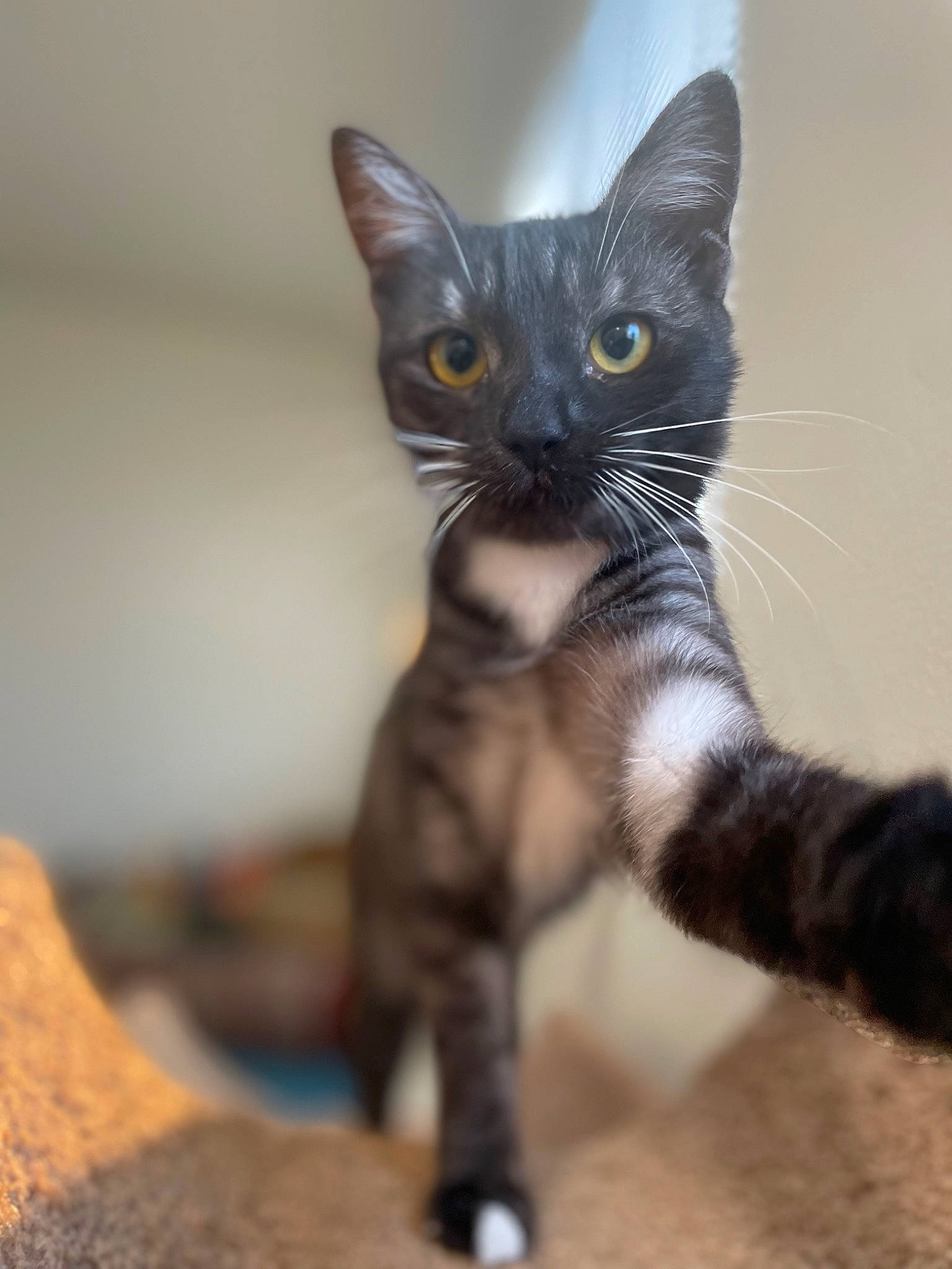 Millie joined the competition — help win amazing prizes! black_cat, carnivore, cat, claw, domestic_short_haired_cat, felidae, fur, grey, iris, paw, small_to_medium_sized_cats, snout, tail, terrestrial_animal, whiskers, window