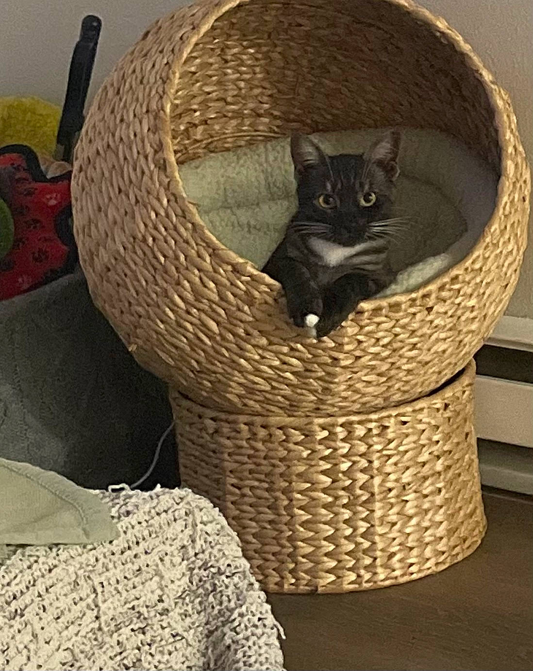 Millie is registered to the contest to win money with this photo: bag, basket, carnivore, cat, cat_bed, cat_supply, comfort, domestic_short_haired_cat, fashion_accessory, felidae, fur, laundry_basket, pet_supply, picnic_basket, small_to_medium_sized_cats, storage_basket, tail, whiskers, wicker, wood