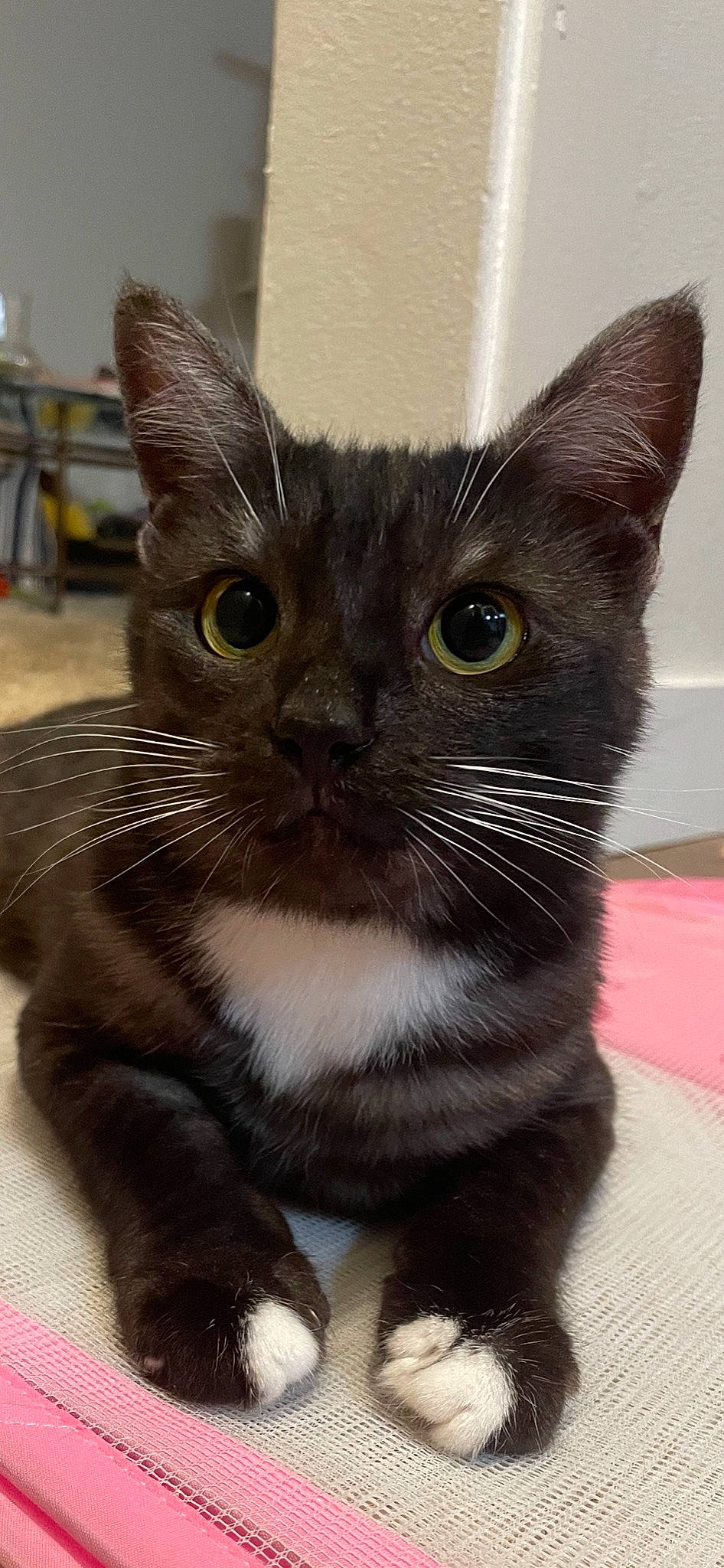 Millie is registered to the contest to win money with this photo: carnivore, cat, chair, domestic_short_haired_cat, felidae, fur, iris, small_to_medium_sized_cats, snout, whiskers