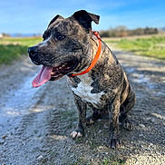 Taya a rejoint le concours — aidez-le/la à gagner de superbes lots ! dog, brindle_dog, pet, animal, sitting, outdoors, countryside, seaside, path, mud, grass, blue_sky, sunlight, orange_collar, collar, tongue, panting, open_mouth, short_hair, portrait