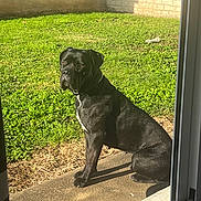 Xena participe au concours pour gagner de l'argent avec cette photo : dog, black_dog, outdoor, grass, yard, concrete, sunlight, pet, animal, sitting, calm, collar, shadow, nature, daylight, wall, greenery, canine, domestic_animal, looking
