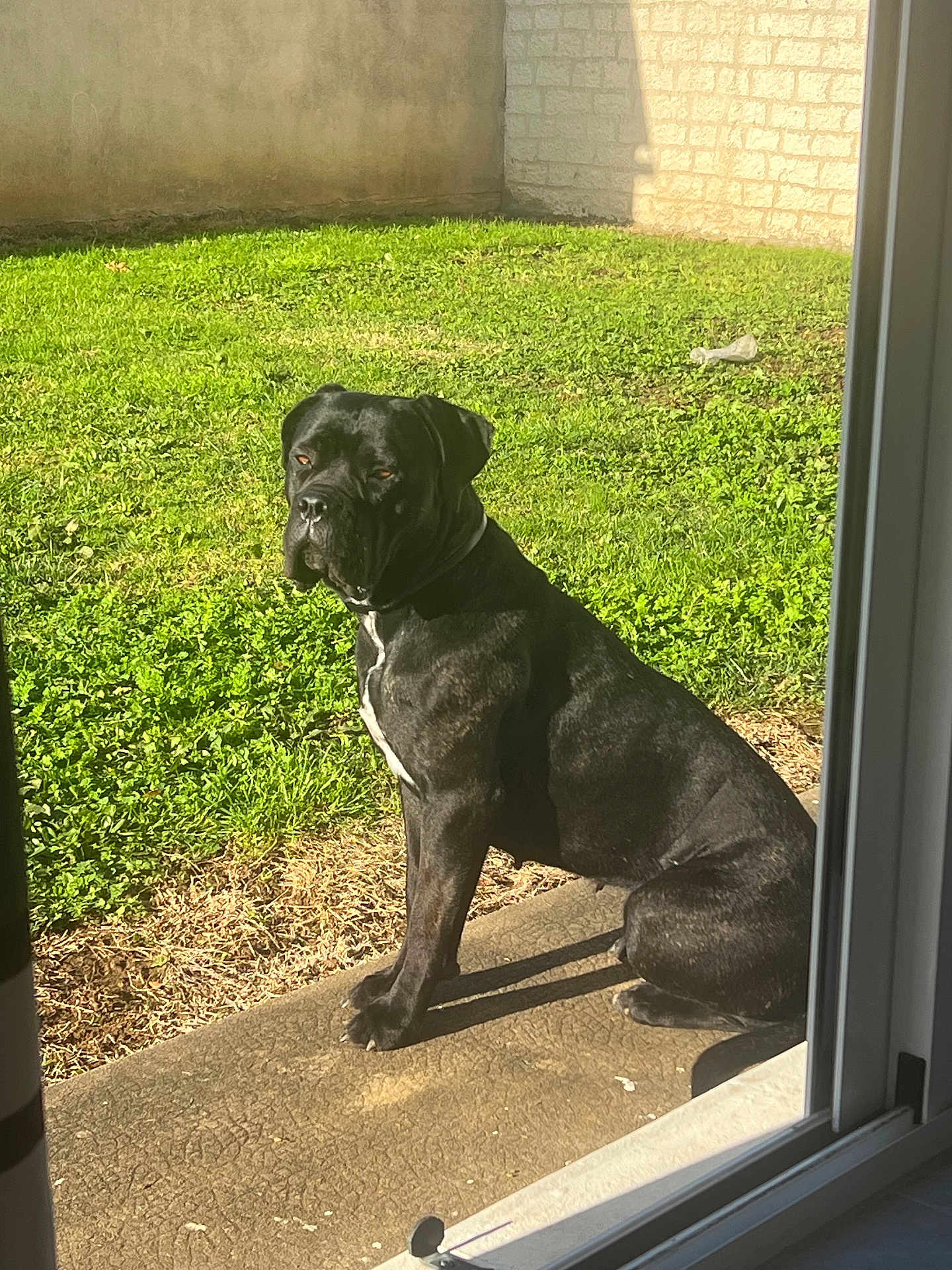 Xena participe au concours pour gagner de l'argent avec cette photo : dog, black_dog, outdoor, grass, yard, concrete, sunlight, pet, animal, sitting, calm, collar, shadow, nature, daylight, wall, greenery, canine, domestic_animal, looking