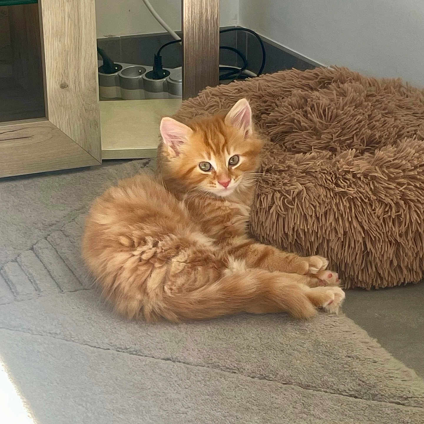 Choupi participe au concours pour gagner de l'argent avec cette photo : abyssinian, animal, beanbag, canine, cat, dog, dogbed, furniture, hardwood, kitten, manx, pet, wood