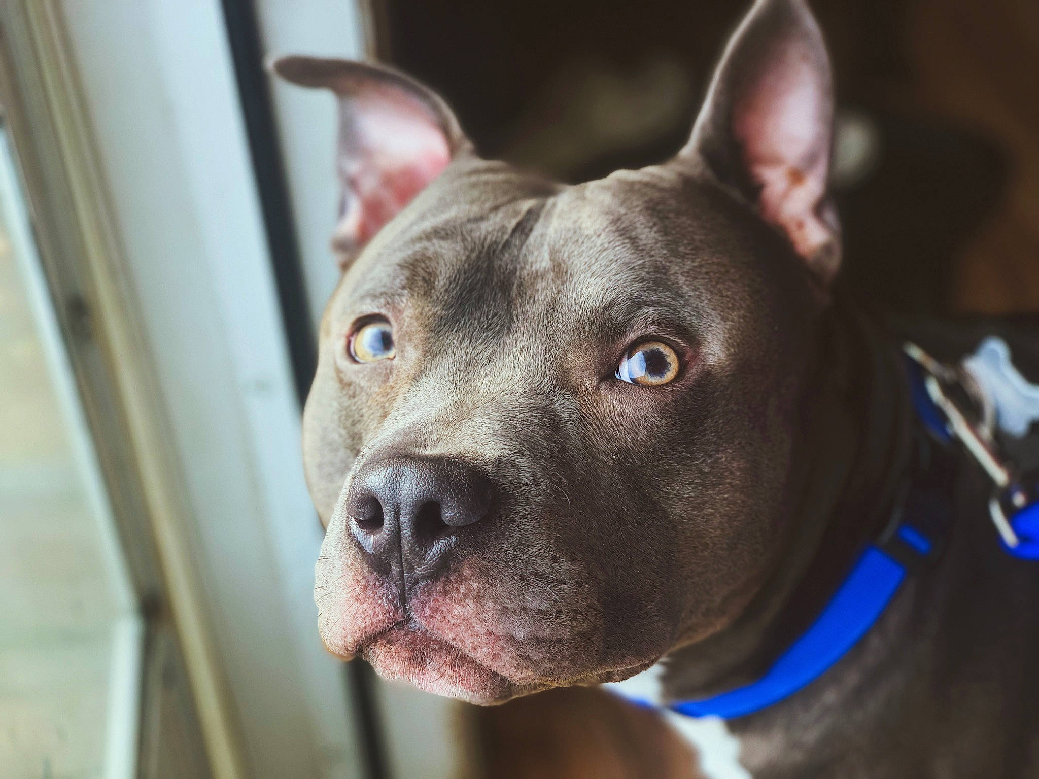 Gauge is registered to the contest to win money with this photo: american_pit_bull_terrier, american_staffordshire_terrier, ancient_dog_breeds, bull_and_terrier, canidae, carnivore, cordoba_fighting_dog, dog, dog_breed, ear, fawn, mammal, non_sporting_group, nose, pit_bull, rare_breed_dog, snout, thai_ridgeback, vertebrate, whiskers