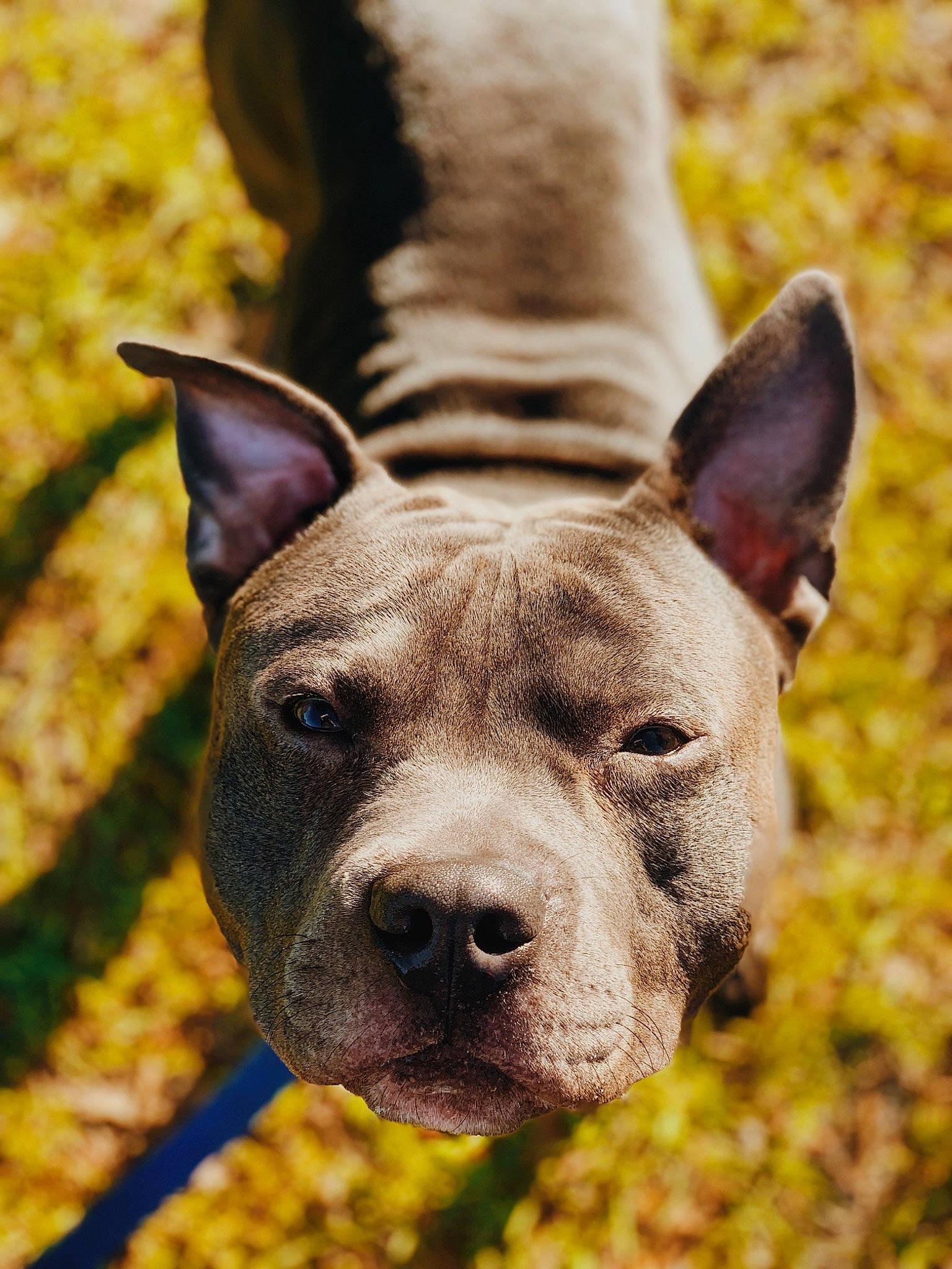 Gauge is registered to the contest to win money with this photo: american_pit_bull_terrier, american_staffordshire_terrier, ancient_dog_breeds, bull_and_terrier, canidae, carnivore, cordoba_fighting_dog, dog, dog_breed, ear, fawn, mammal, non_sporting_group, pit_bull, rare_breed_dog, snout, vertebrate, whiskers