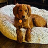 Kobe Ko Allen joined the competition — help win amazing prizes! adorable, animal, canine, companion, cozy, cute, dog, domestic_animal, fluffy_bed, furry_pet, golden_retriever, home, indoor, pet_bed, puppy, relaxed, resting, sleepy, wooden_floor, young_dog