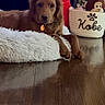 Kobe Ko Allen is registered to the contest to win money with this photo: animal, basket, bed, calm, canine, cozy, dog, domestic, fluffy, furniture, golden_retriever, home, indoor, pet, plush_toy, puppy, relaxed, table, toy, wooden_floor