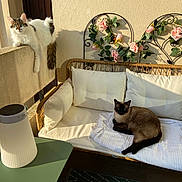Raven participe au concours pour gagner de l'argent avec cette photo : cat, siamese_cat, fluffy_cat, balcony, sunlight, wicker_sofa, cushions, flowers, decor, lamp, table, relaxing, pets, indoor_outdoor, cozy, resting, curious, furniture, home, daylight