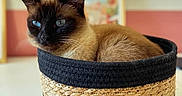 Raven participe au concours pour gagner de l'argent avec cette photo : cat, siamese_cat, basket, blue_eyes, indoor, cozy, feline, pet, animal, fur, woven_basket, relaxed, portrait, domestic_cat, whiskers, closeup, table, decor, soft_light, background_blur