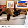 Raven participe au concours pour gagner de l'argent avec cette photo : cat, siamese_cat, pet, animal, shelf, framed_artwork, picture_frame, home_decor, indoor, furniture, resting, cute, blue_eyes, tabletop, relaxing, domestic_animal, instagram_post, social_media, text_overlay, photograph