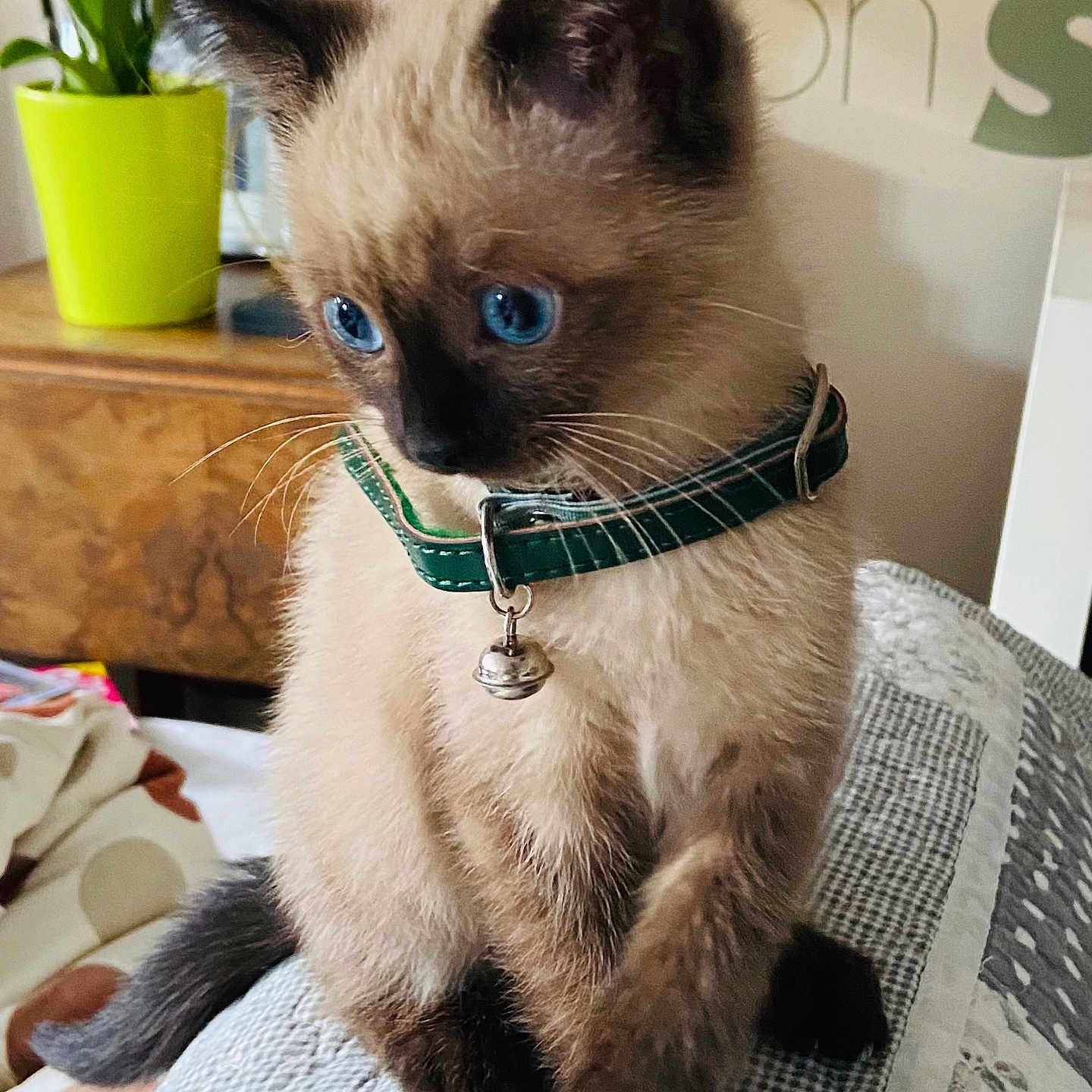 Raven a rejoint le concours — aidez-le/la à gagner de superbes lots ! kitten, cat, siamese, blue_eyes, collar, bell, pet, feline, indoor, quilt, plant, green_pot, wooden_furniture, close_up, cute, young, fur, whiskers, ears, domestic_animal