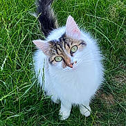 Fripoune participe au concours pour gagner de l'argent avec cette photo : cat, green_eyes, fluffy, white_fur, tabby, grass, outdoor, nature, pet, animal, cute, curious, tail, ears, whiskers, feline, mammal, closeup, looking_up, ground