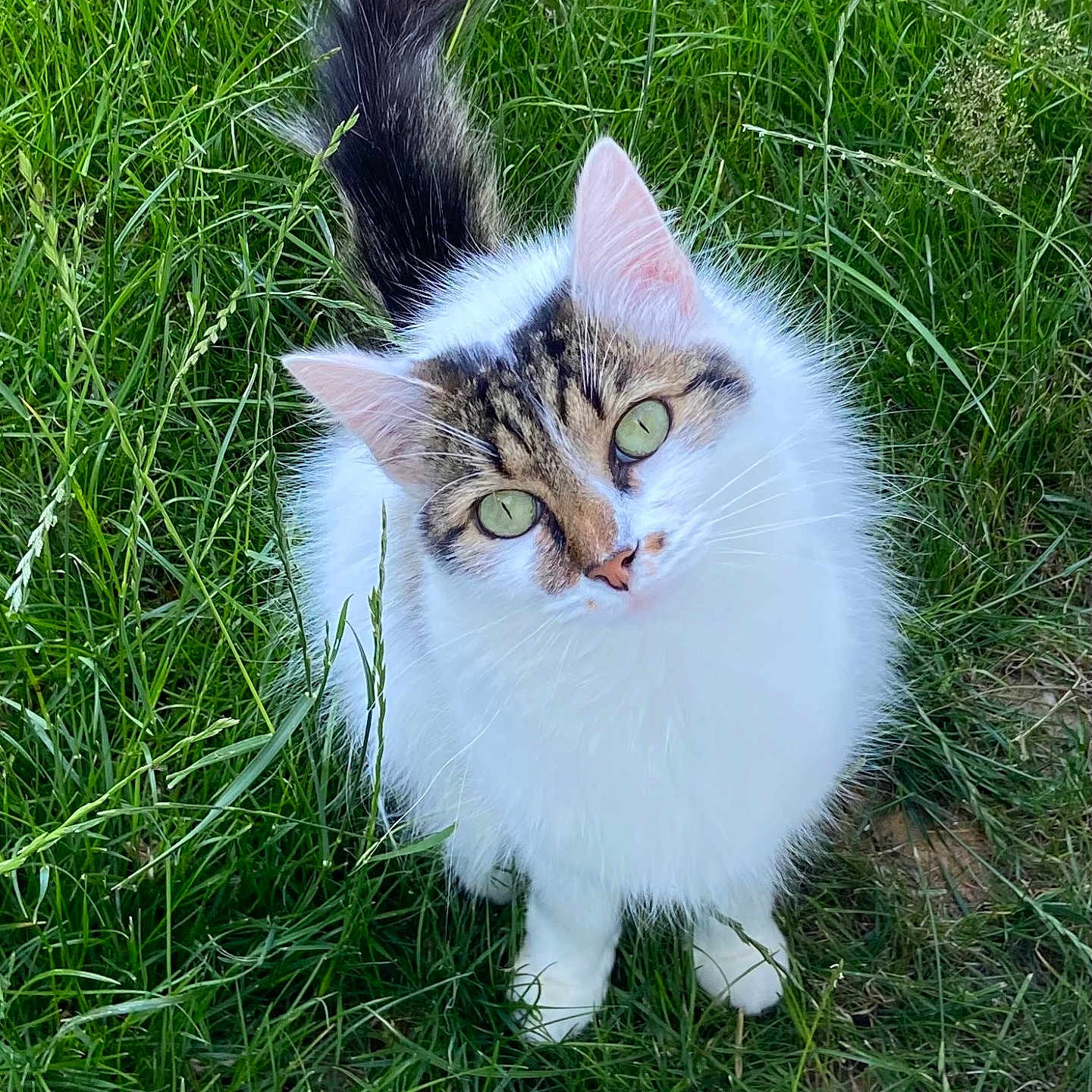Fripoune participe au concours pour gagner de l'argent avec cette photo : cat, green_eyes, fluffy, white_fur, tabby, grass, outdoor, nature, pet, animal, cute, curious, tail, ears, whiskers, feline, mammal, closeup, looking_up, ground