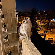 Fripoune participe au concours pour gagner de l'argent avec cette photo : animal, balcony, building, car, cat, curious, dark_sky, evening, gray_fur, illumination, night, outdoor, perched, pet, quiet, streetlights, string_lights, tree, urban, white_fur