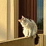 Fripoune a rejoint le concours — aidez-le/la à gagner de superbes lots ! animal, brown, building, cat, curious, daylight, domestic, door, fluffy, fur, nature, outdoor, perched, pet, quiet, shadow, sunlight, wall, white, window