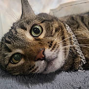 Mr. Marvin joined the competition — help win amazing prizes! animal, cat, close_up, collar, curious, cute, domestic_cat, feline, fur, green_eyes, head, indoor, lying_down, nose, pet, portrait, relaxed, soft_blanket, tabby, whiskers